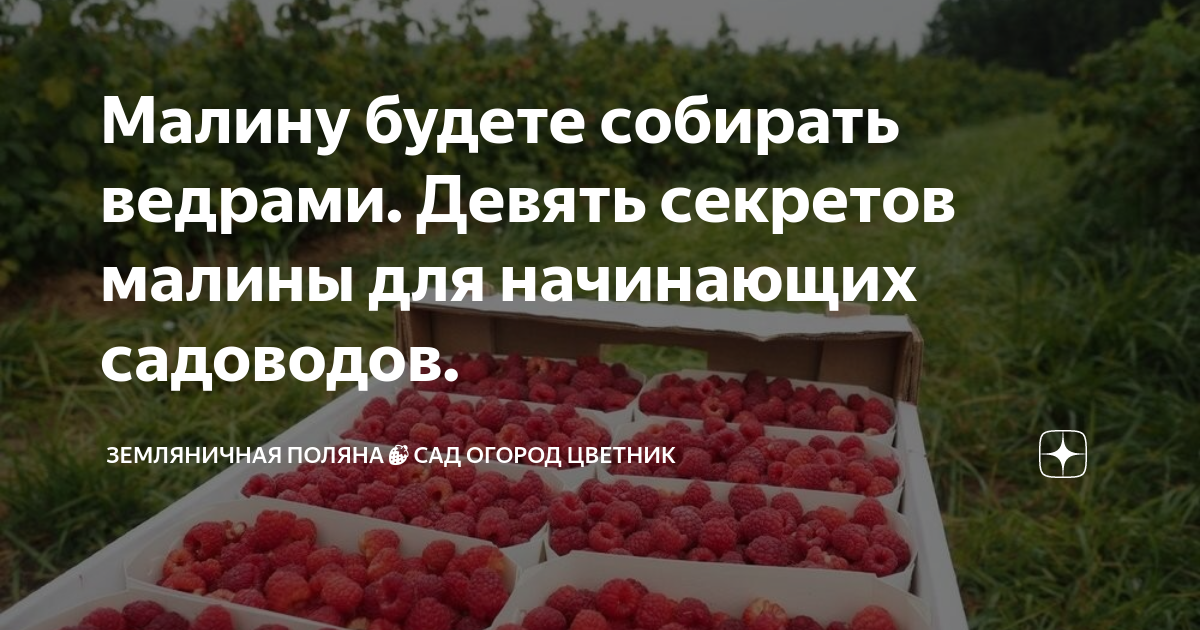 Малину будете собирать ведрами. Девять секретов малины для начинающих ...