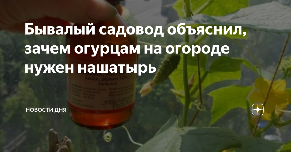 Полив огурцов в теплице. Нашатырь и огурцы. Нашатырь и огурцы. Аммиак для удобрения растений. Подкормка огурцов.