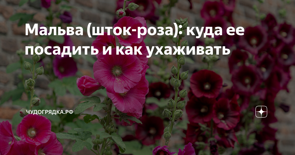 Михаил Кузмин. Том 5. Плавающие-путешествующие. Военные рассказы. Читать онлайн