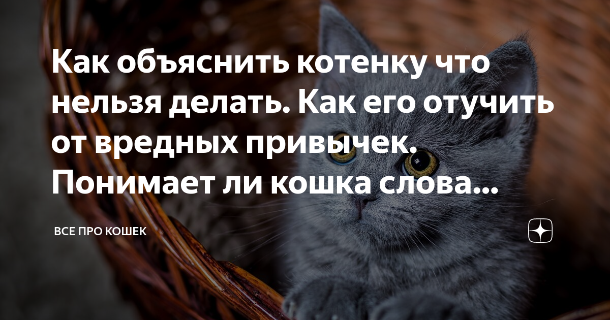 Как объяснить котенку что нельзя