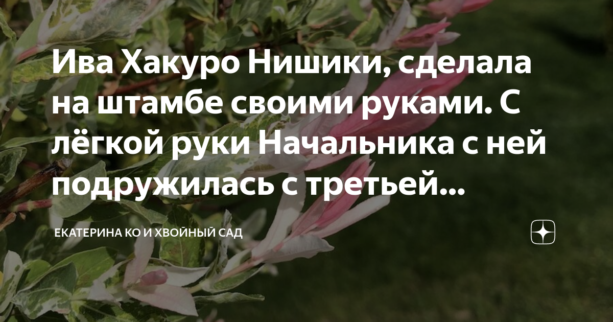 форум магазина коллекционных орхидей orchids.ua