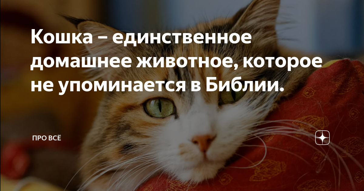 Почему кошка единственое животное, про которое ничего не написано в Библии?