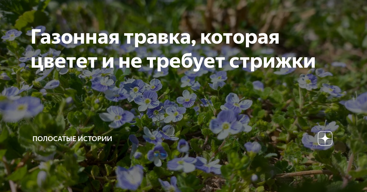 Газонная травка, которая цветет и не требует стрижки | Суровая ...