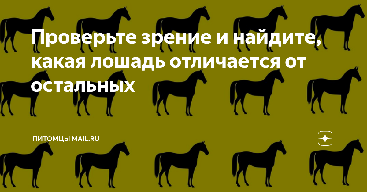 Проверьте зрение и найдите, какая лошадь отличается от остальных | Питомцы  Mail.ru | Дзен