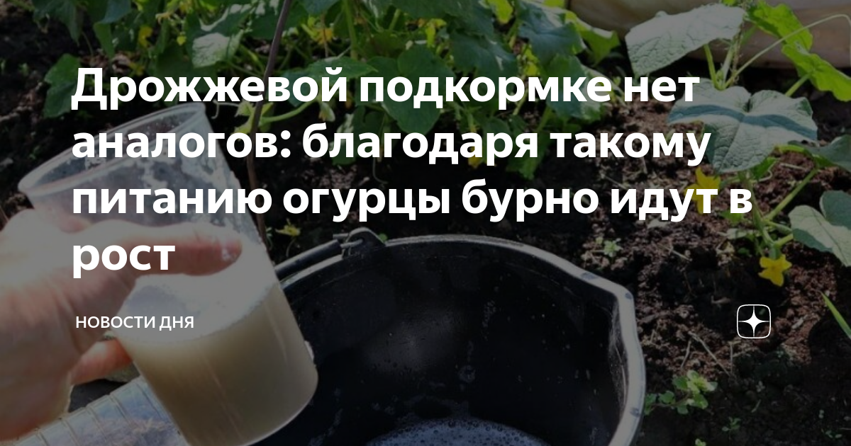 Сколько нужно дрожжей для подкормки огурцов. Подкормка огурцов дрожжами в теплице. Дрожжевая подкормка для рассады. Подкормка огурцов дрожжами в открытом грунте. Подкормка огурцов после высадки.