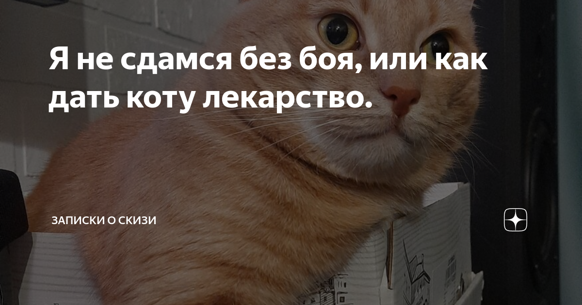 Я не сдамся без боя, или как дать коту лекарство. | Записки о Скизи | Дзен
