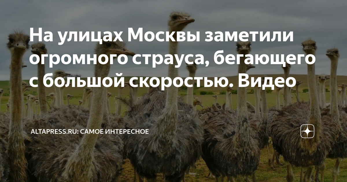 первый страус пробежал 162