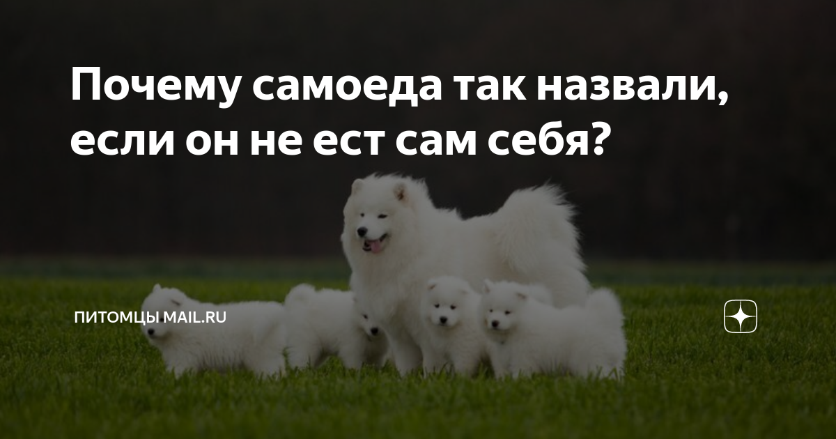 ездовая лайка самоед. почему самоеда назвали самоедом. почему самоеда назвали самоедом. почему самоеда назвали самоедом. самоедская лайка ездовая.