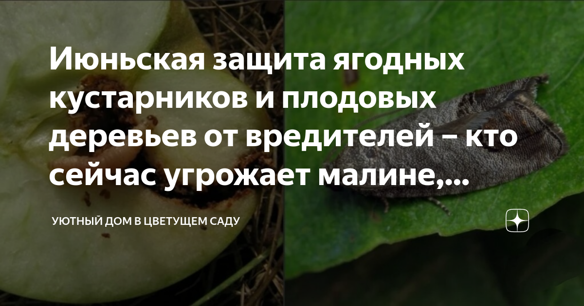 Июньская защита ягодных кустарников и плодовых деревьев от вредителей ...