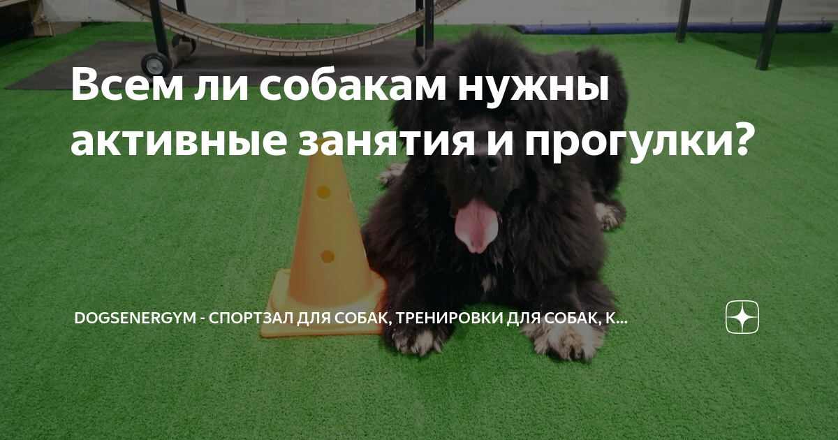 Всем ли собакам нужны активные занятия и прогулки? | DOGSENERGYM ...