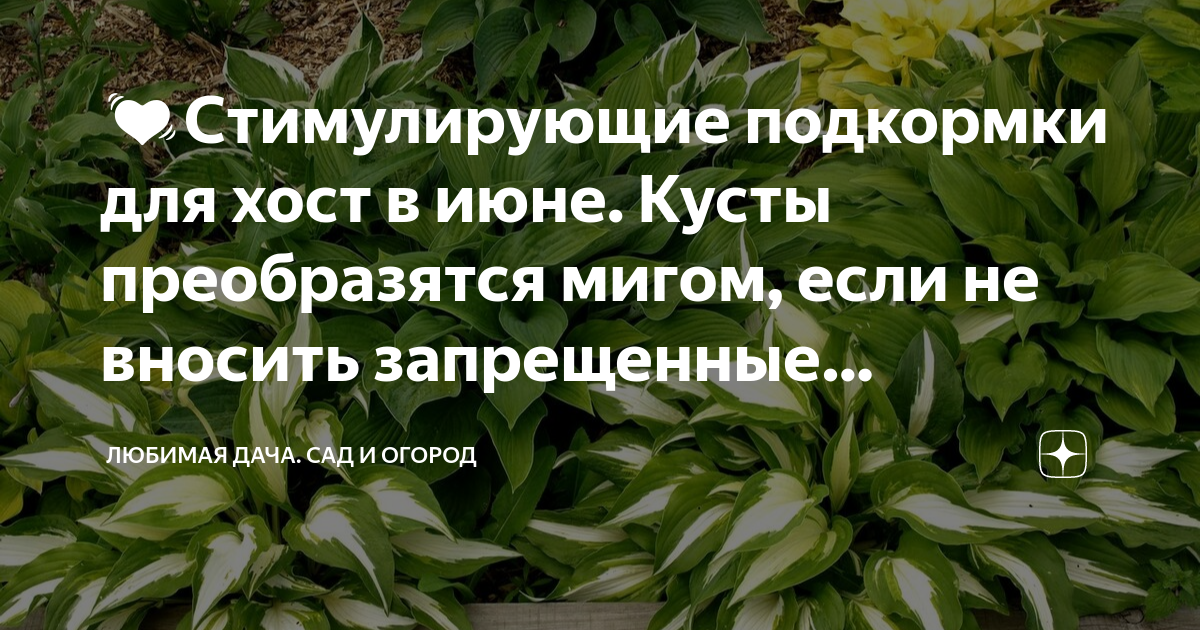 💓Стимулирующие подкормки для хост в июне. Кусты преобразятся мигом ...