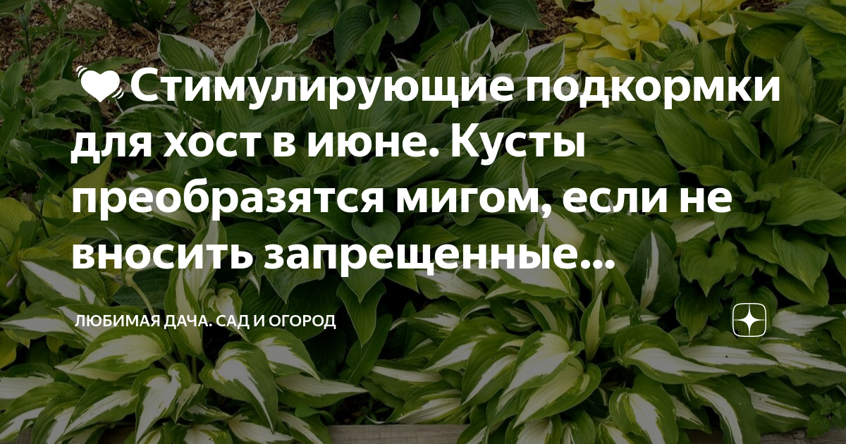 Удобрение для хосты весной. Удобрение для хост. Удобрение для хосты. Куст июнь.