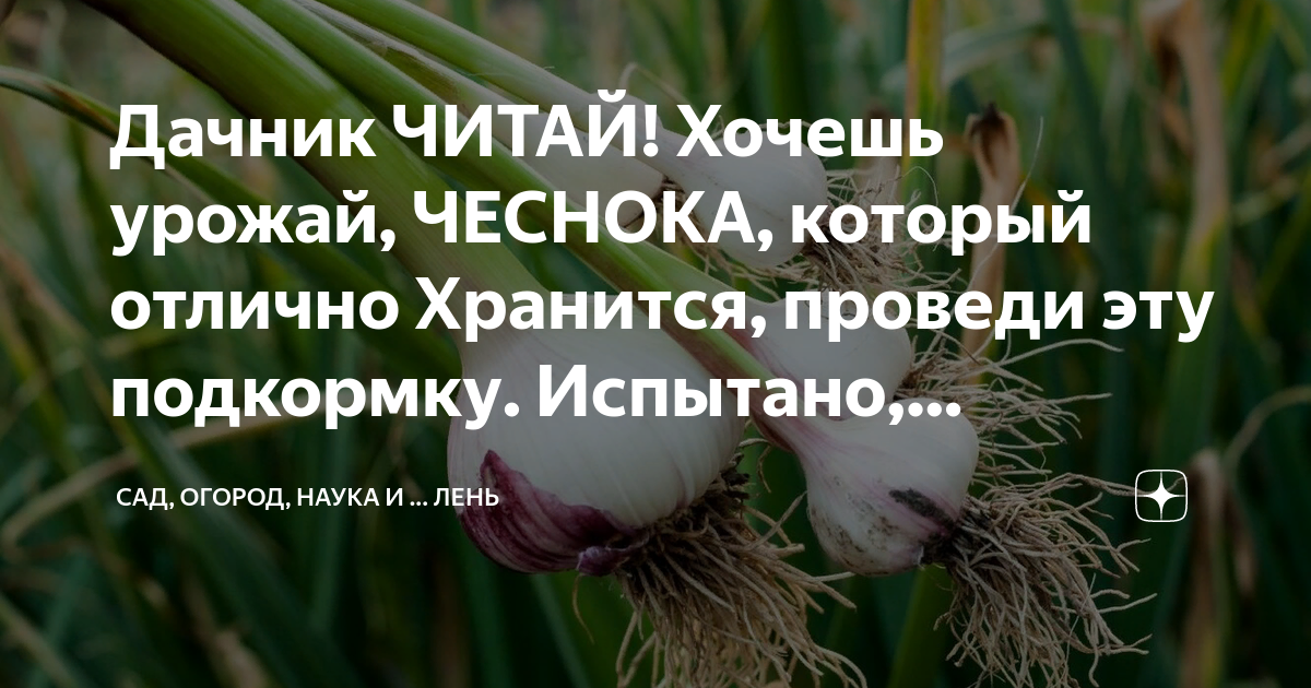 Когда нужно прекращать поливать чеснок. Почему хочется чеснока женщине. Пусть жрут траву.