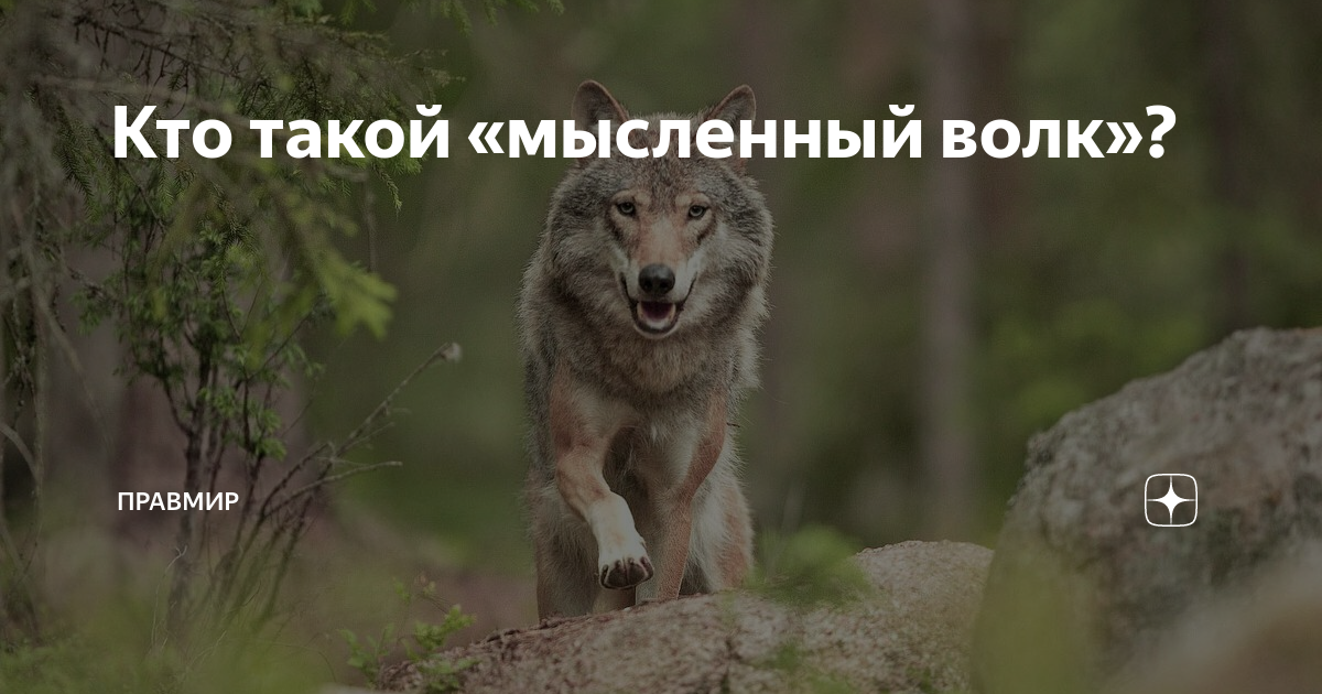 Волк на границах