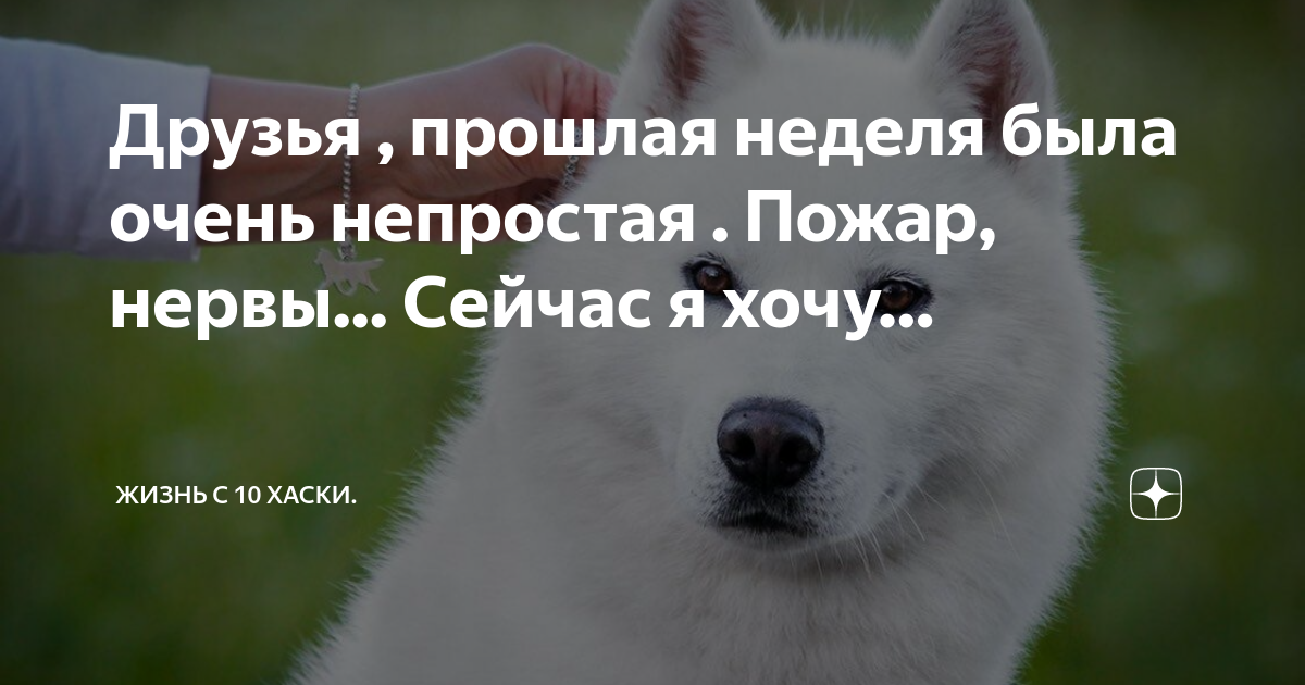 Дзен 10 хаски
