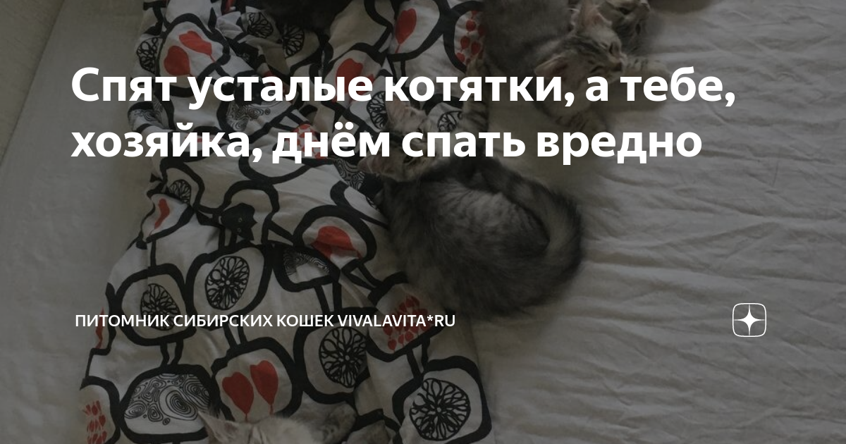 Спят усталые сузуки хонды спят