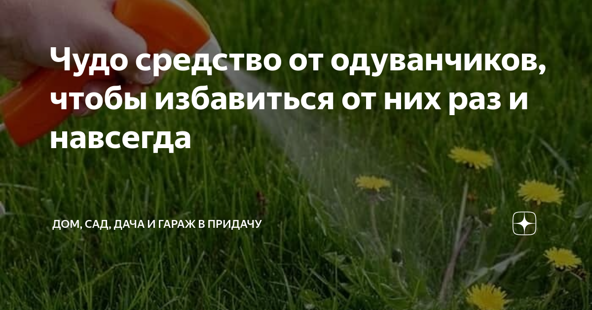 Чудо средство от одуванчиков, чтобы избавиться от них раз и навсегда ...