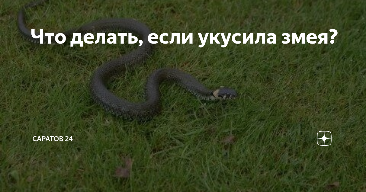 Змеи Саратова. Змеи Саратовской области. Змеи которые не кусаются.