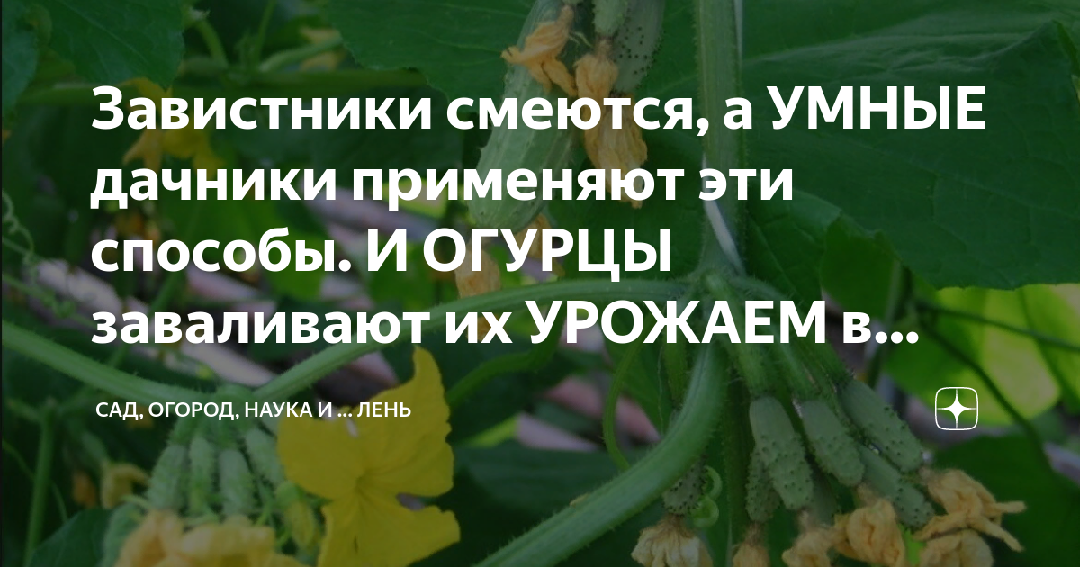 Завистники смеются, а УМНЫЕ дачники применяют эти способы. И ОГУРЦЫ ...
