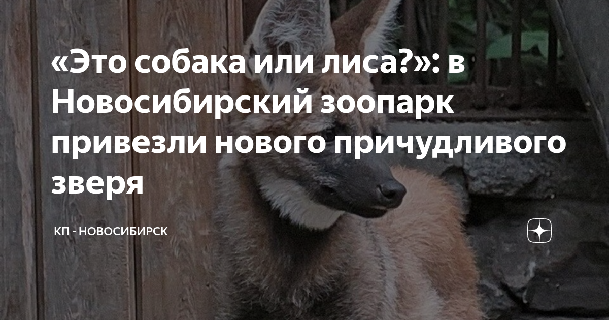 Новосибирск зоопарк имени шило
