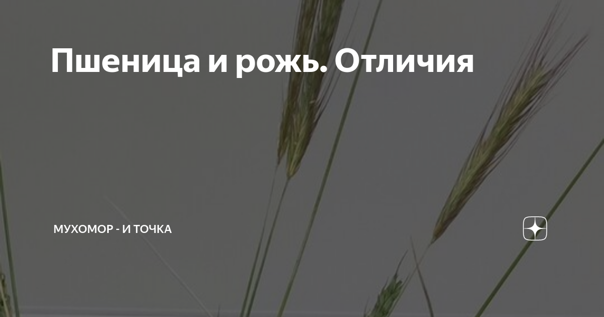 Как отличить пшеницу от ржи