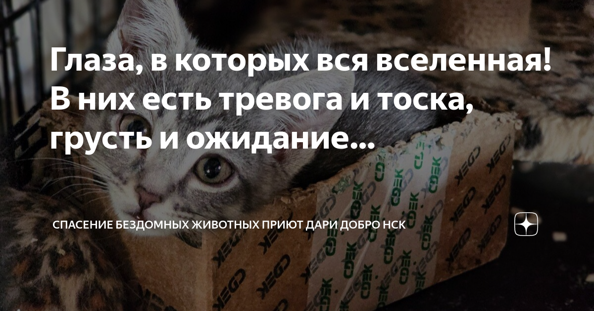 Приют дари добро нск