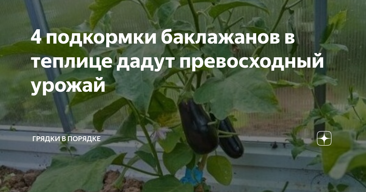 Схема подкормки баклажанов в теплице