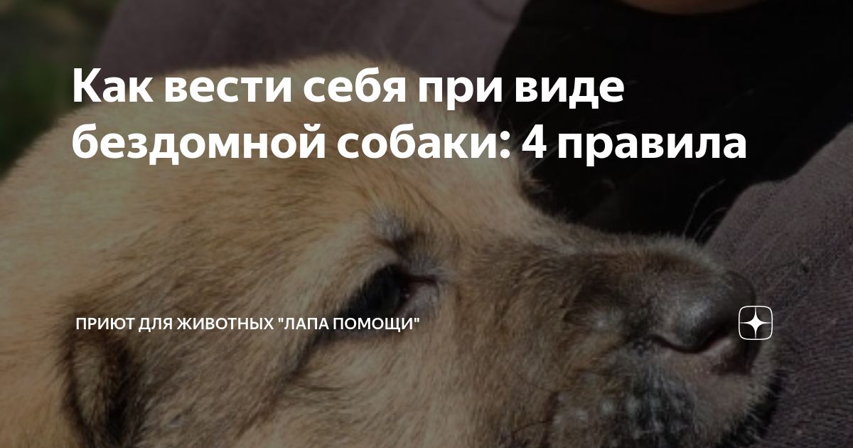 Помощь приюту для животных проект
