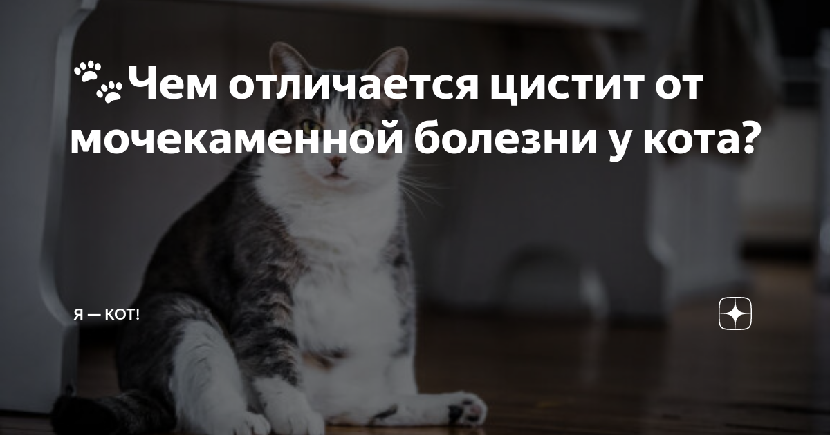 🐾Чем отличается цистит от мочекаменной болезни у кота? | Я — Кот! | Дзен