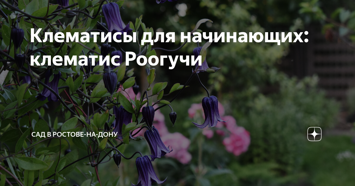 Клематисы для начинающих: клематис Роогучи | Сад в Ростове-на-Дону | Дзен