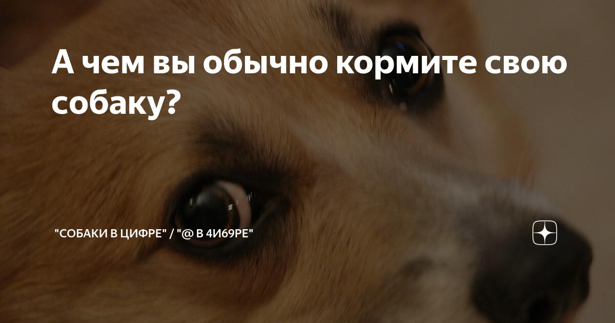 А чем вы обычно кормите свою собаку? | \"Собаки в цифре\" / \"@ в 4и69ре ...