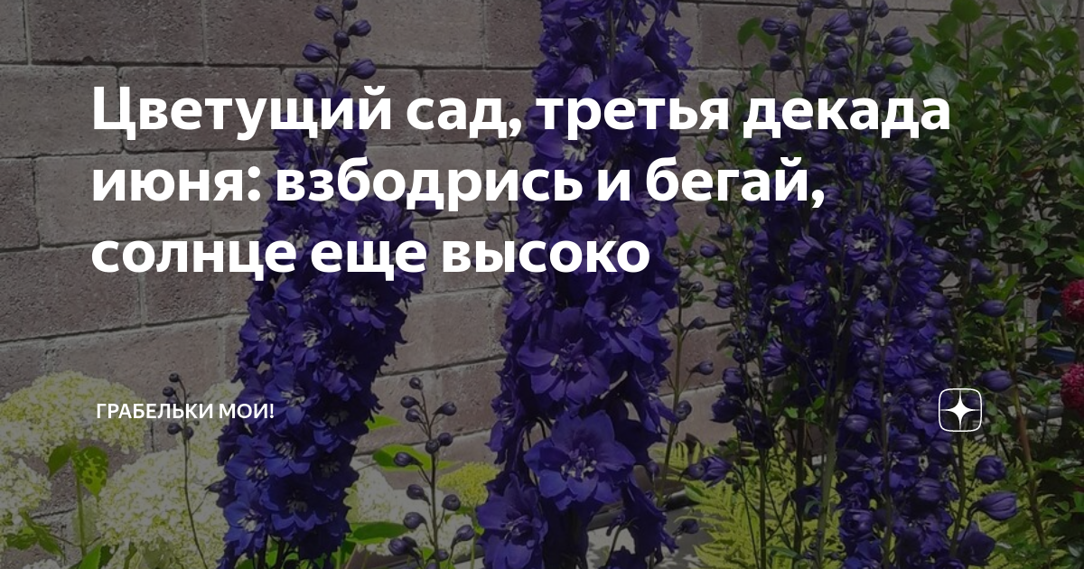 Цветущий сад, третья декада июня: взбодрись и бегай, солнце еще высоко ...