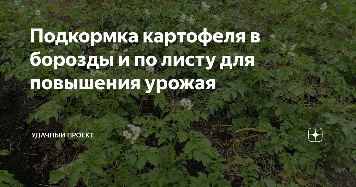 Подкормка картофеля в борозды и по листу для повышения урожая | уДачный ...