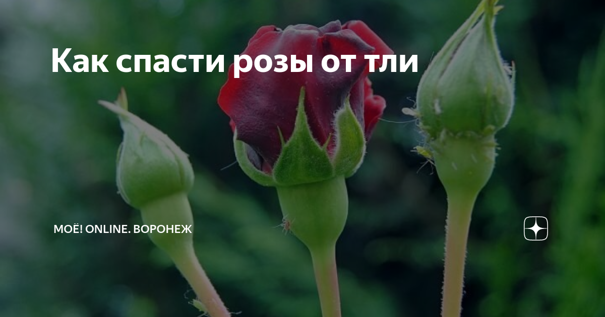 Как спасти розы. Как спасти розу если залили. Гибнет роза в горшке. Почернение побегов роз. Подмерзли розы после зимы.