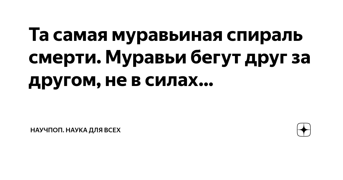 Та самая муравьиная спираль смерти. Муравьи бегут друг за другом, не в ...