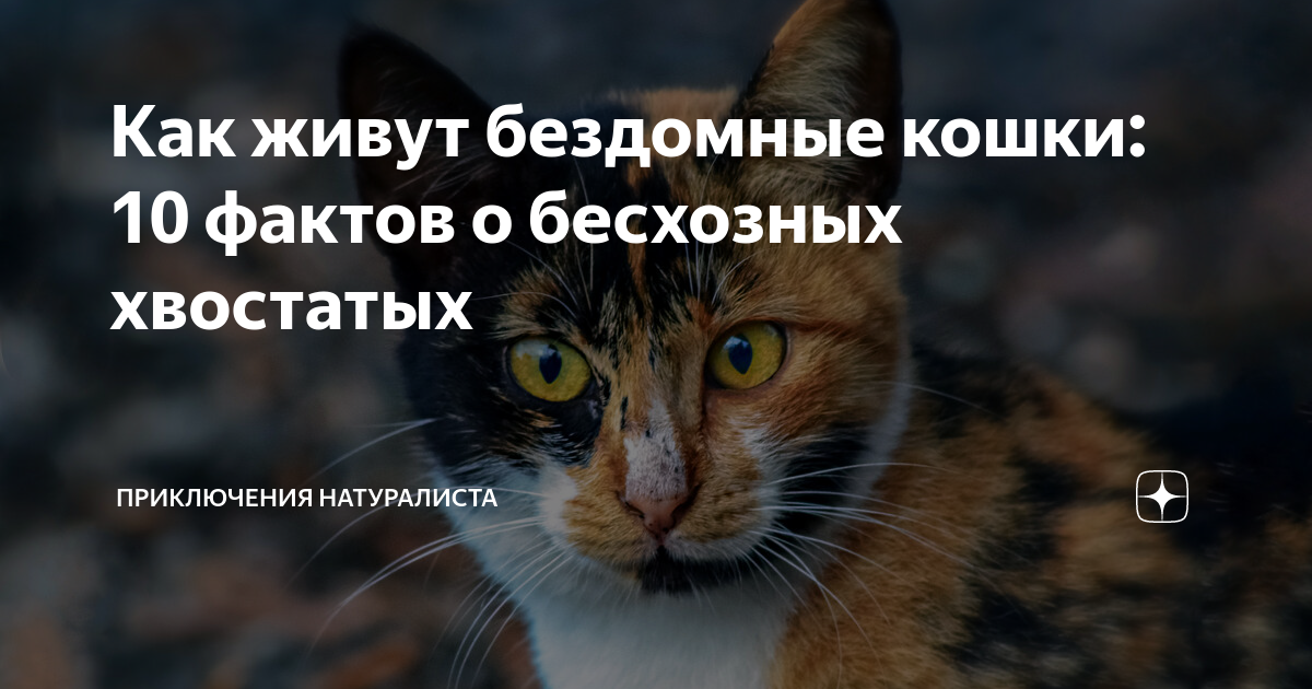 Как живут бездомные кошки: 10 фактов о бесхозных хвостатых ...