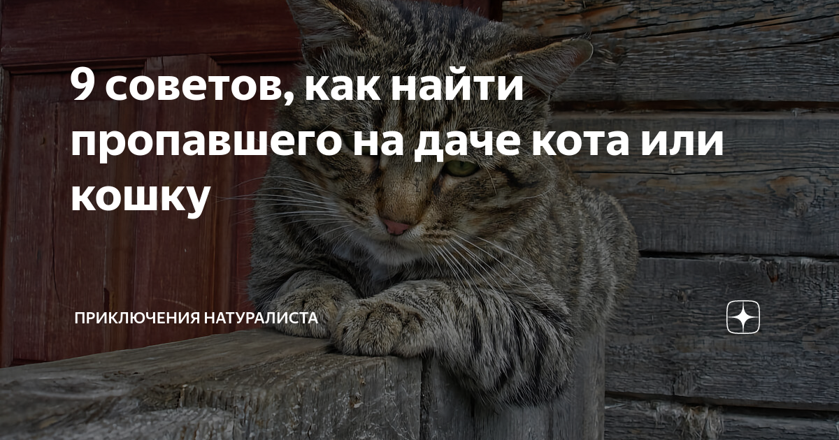 Запропастился. Кот пропал на даче. Исчез кот на даче. Кот на даче. Как найти кота на даче.