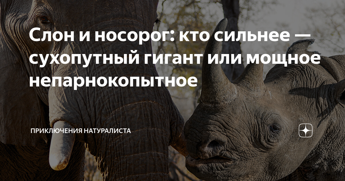 Умные слоны. Слон. Слон сильный и умный. Кто сильнее слон или медведь. Саванный слон хоботные.