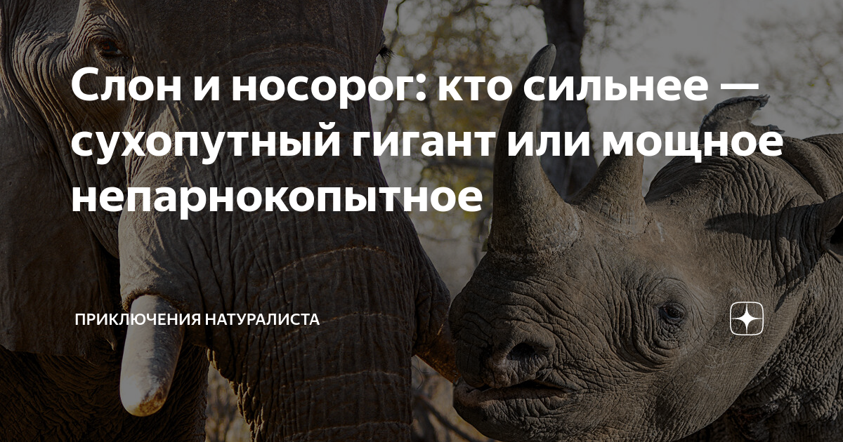 Кто сильнее слон или медведь. Кто был носорогом. Мужчина это тот кто сильнее слона.