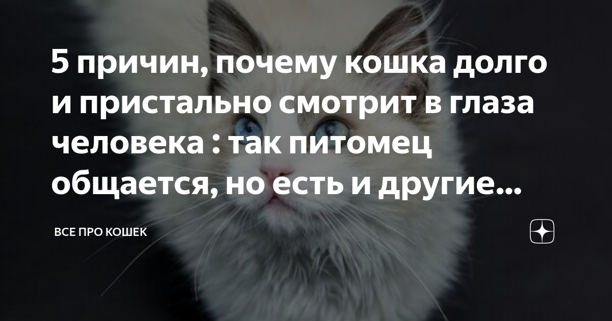 7 причин, почему кошка пристально смотрит на человека