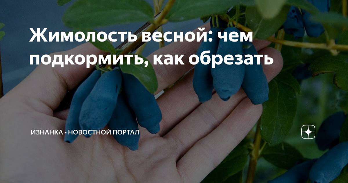 Чем подкормить жимолость весной в апреле. Жимолость весной. Обрезка жимолости весной. Уход за жимолостью весной. Чем подкормить жимолость весной.