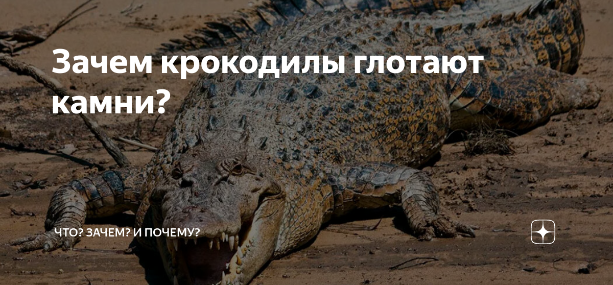 Какие животные глотают камни. Крокодил глотает камни. Зачем крокодилу хвост. Какие животные глотают камни и для чего.