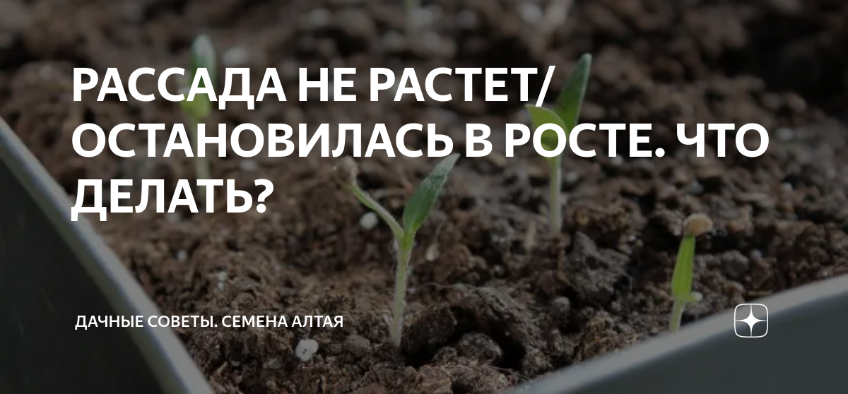 Рассада остановилась в росте. Рассада. Советы рассада. Усилитель роста для рассады. Рост рассады.