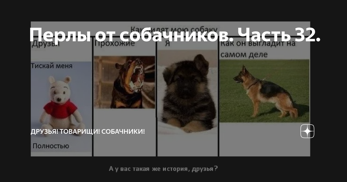 Кошатники и собачники. Хаски комикс. Регистрация домашних животных. Из жизни собачника. Собачники мем.