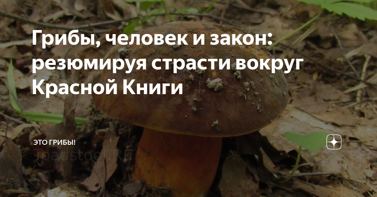 За какие грибы посадят на 9 лет в тюрьму? Дума приняла новый закон Мr.Teacher Дз