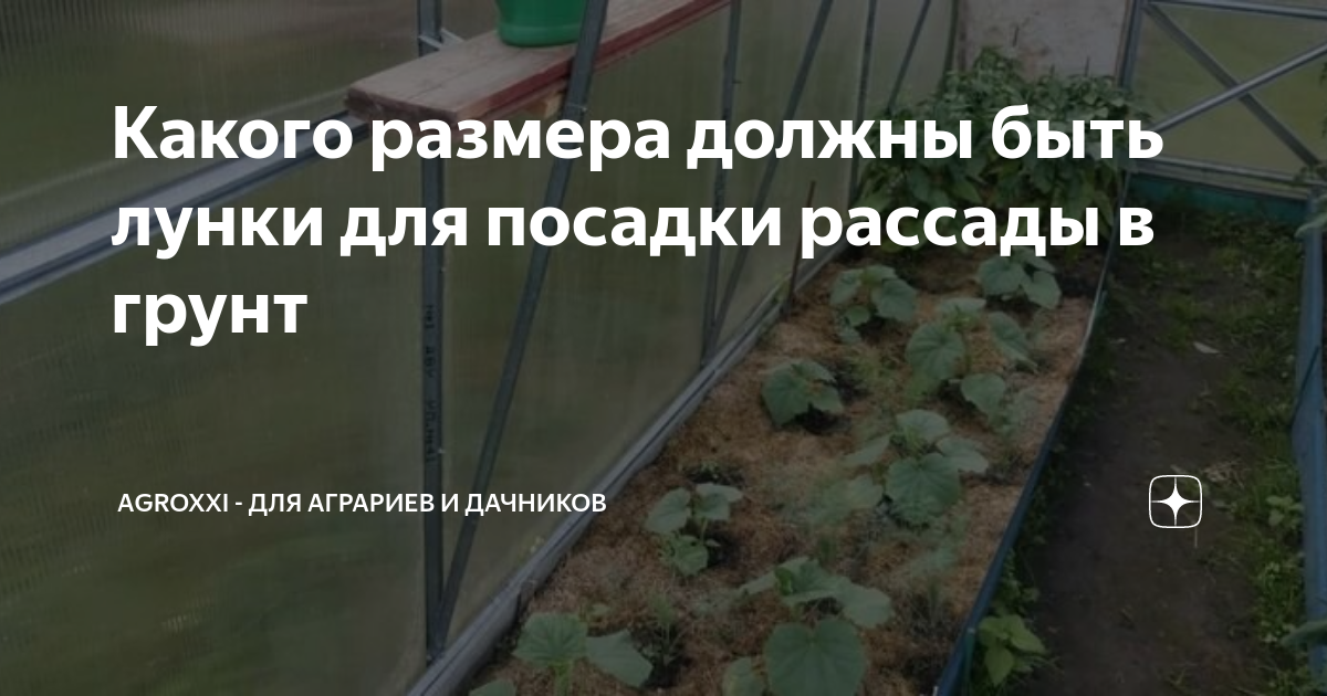 Какого размера должны быть лунки для посадки рассады в грунт | АgroXXI ...