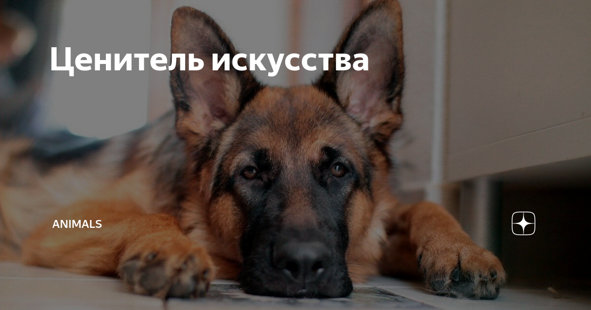 Ценитель искусства | Animals | Дзен