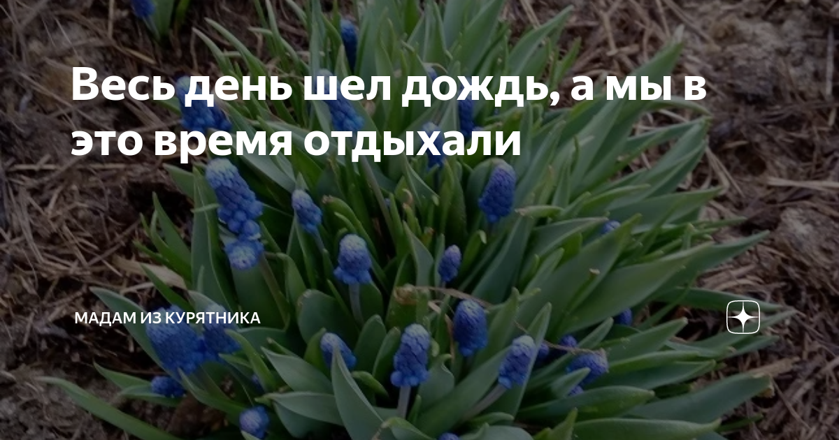 Весь день шел дождь, а мы в это время отдыхали | Мадам из курятника | Дзен