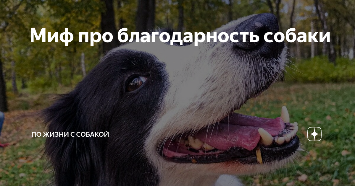 Миф про благодарность собаки | По жизни с собакой | Дзен