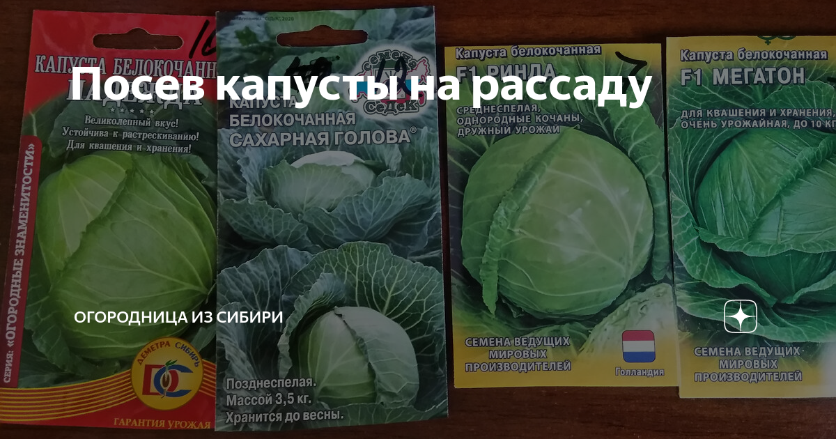 В какие дни апреля сеять капусту. Капуста «сахарная голова». Семена огурцов и капусты для Сибири. Сеем капусту на рассаду в Сибири. Когда сеять капусту на рассаду.